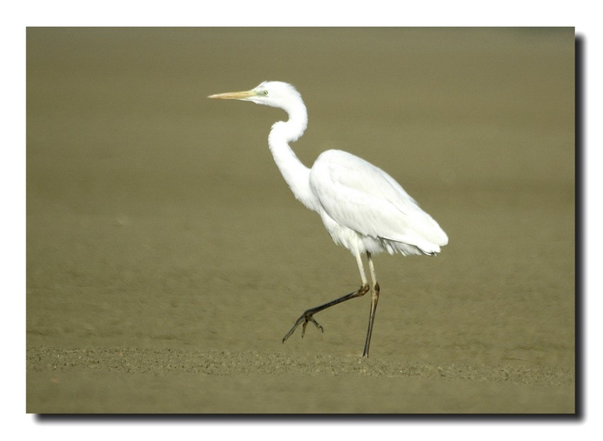 Airone bianco maggiore - Casmerodius albus